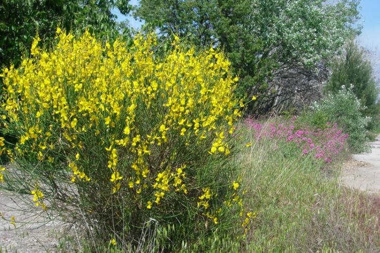 Botanique Porquerolles - Genêt spartier