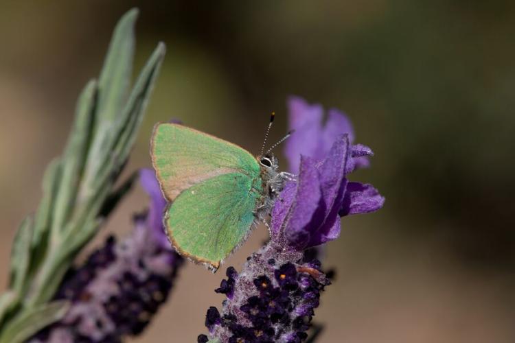 Faune du Cap Garonne - Argus vert ou Thecia de ronce