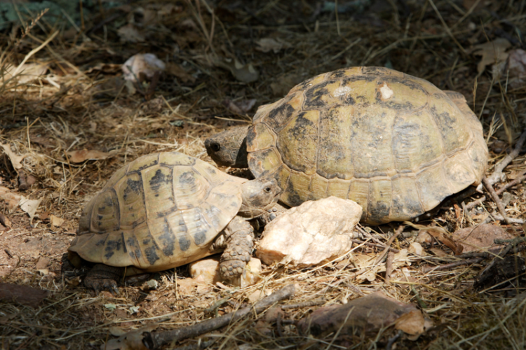 Point rencontre : les reptiles du Cap Lardier