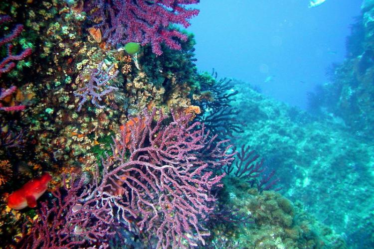 Espace Mer Club de plongée Hyères presqu'île de Giens Tour Fondue - 