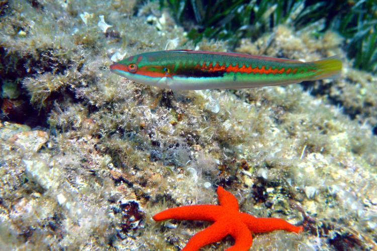 Espace Mer Club de plongée Hyères presqu'île de Giens Tour Fondue - 