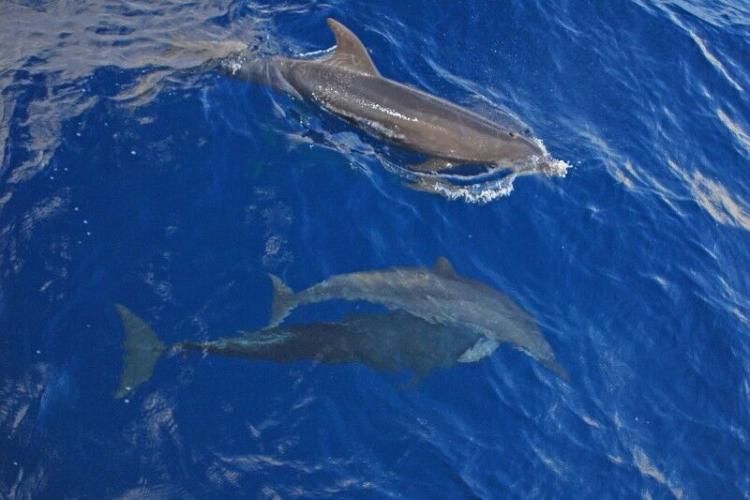 Sortie Observation des cétacés Espace Mer - Sortie Observation des dauphins Espace Mer