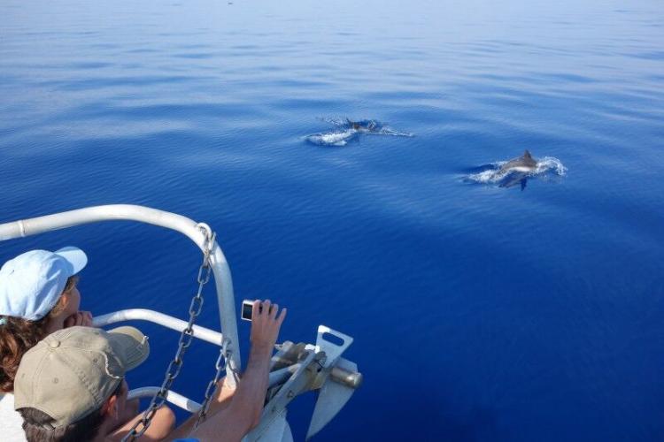 Sortie Observation des cétacés Espace Mer - Sortie Observation des dauphins Espace Mer