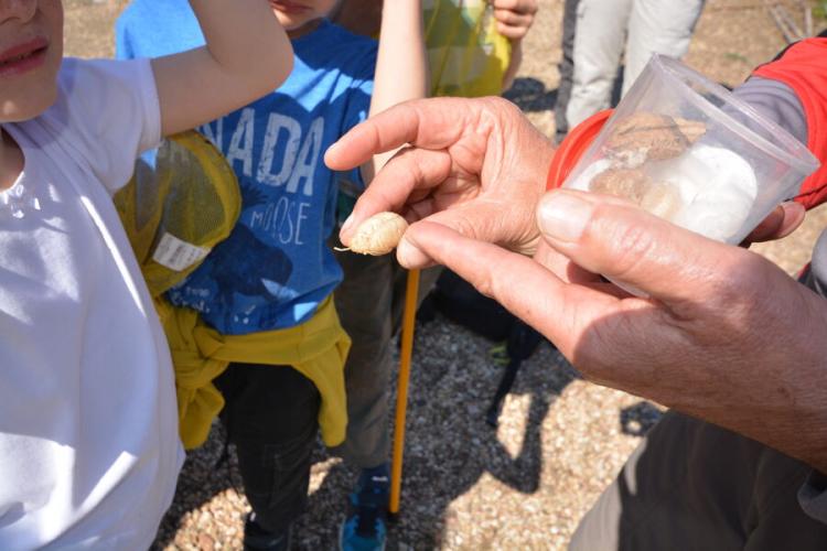 Visite nature Fernando Sandoval petit parcours dans le maquis presqu'île de Giens