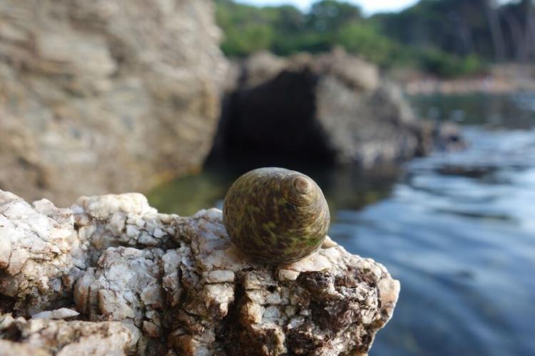 Le petit parcours du littoral - Giens visite guidee enfants avec Fernando Sandoval - Un bigorneau pose pour la photo