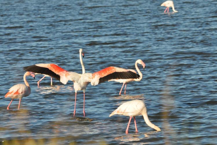 Fête de la Nature Hyères