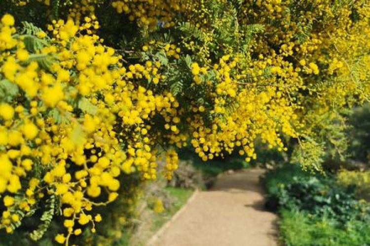 Domaine du Rayol - L'odyssée des Mimosas