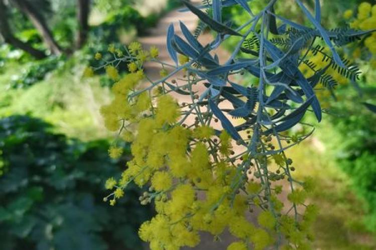 Domaine du Rayol - L'odyssée des Mimosas
