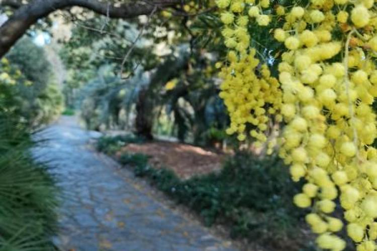 Visite thématique "L'Odyssée des Mimosas"_Rayol-Canadel Sur Mer - Visite thématique "L'Odyssée des Mimosas"_Rayol-Canadel Sur Mer