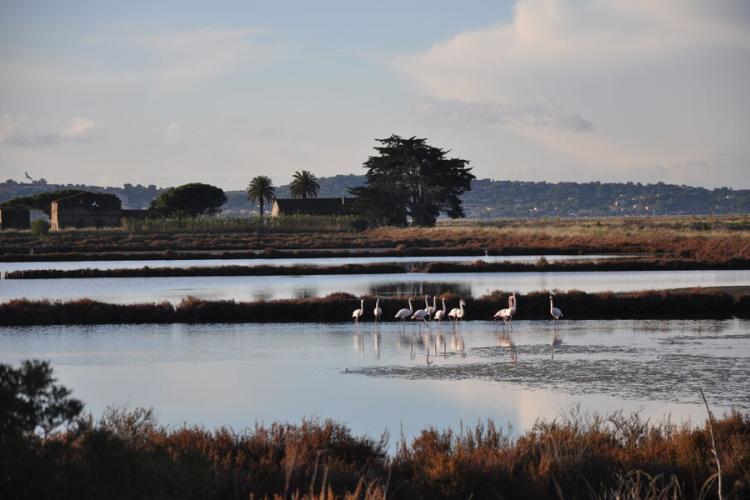 Salins des pesquiers hyères