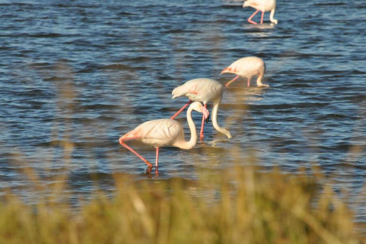 Salins des pesquiers hyères