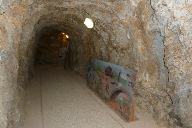 Exposition chiroptères - Découverte des chauve-souris