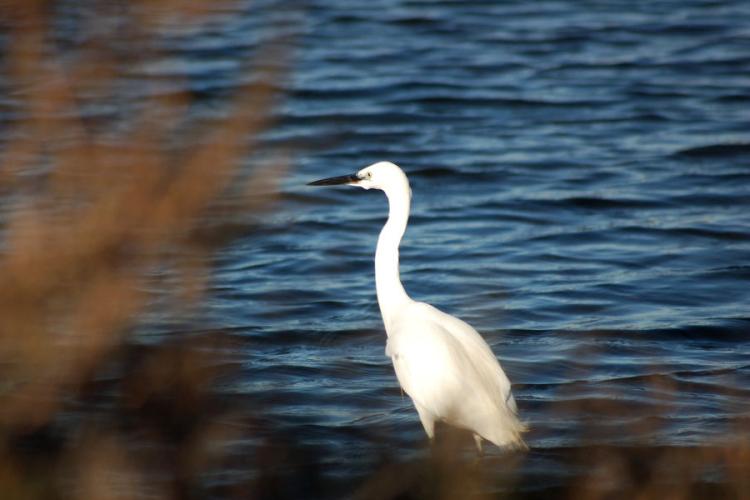 Observation des oiseaux Vieux Salins