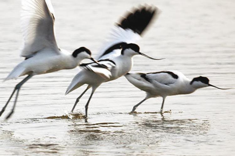 Observation des oiseaux Vieux Salins