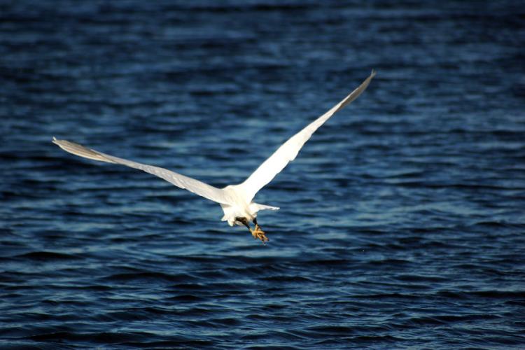 Observation des oiseaux Vieux Salins