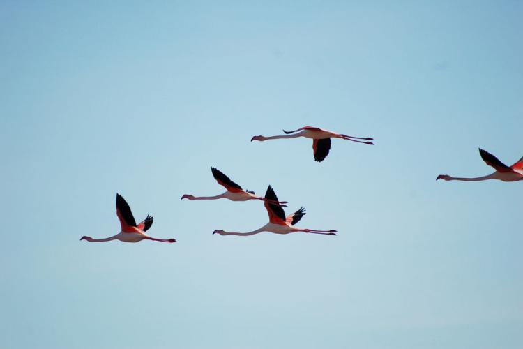 Observation des oiseaux Vieux Salins