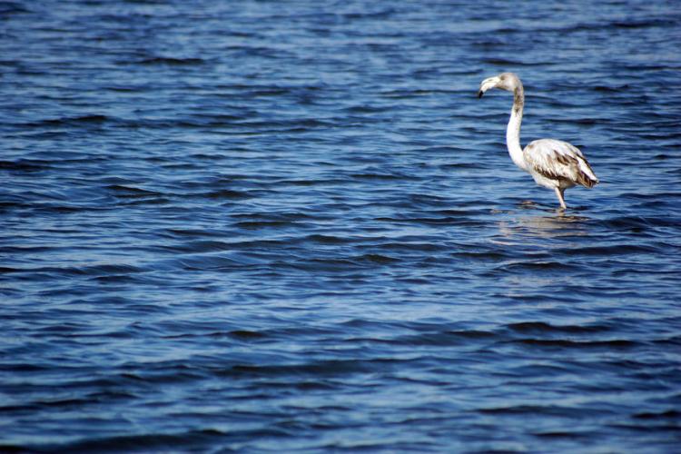 Observation des oiseaux Vieux Salins