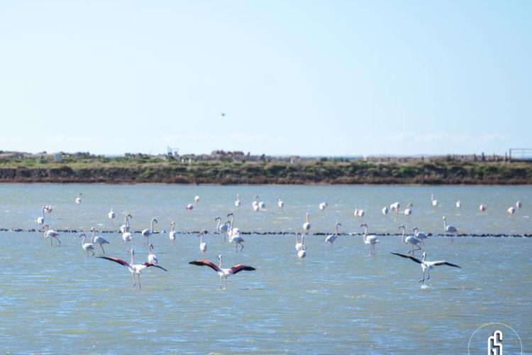 lpo observation des oiseaux visites salin des pesquiers - lpo observation des oiseaux visites salin des pesquiers