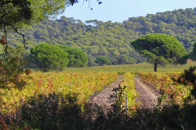 Paysage porquerollais