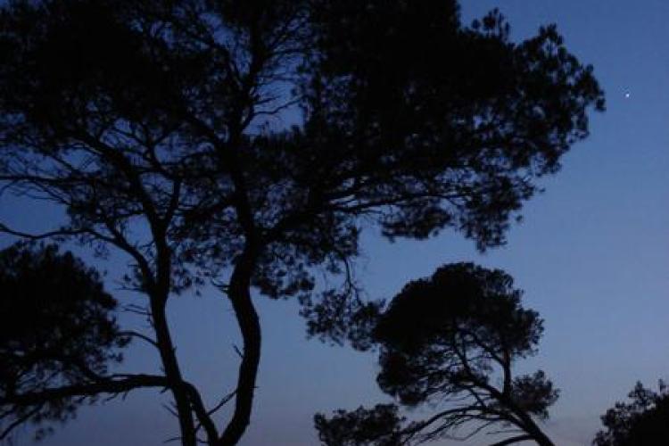 Point rencontre : Soirée des étoiles (Porquerolles)_Hyères - Pins au clair de lune