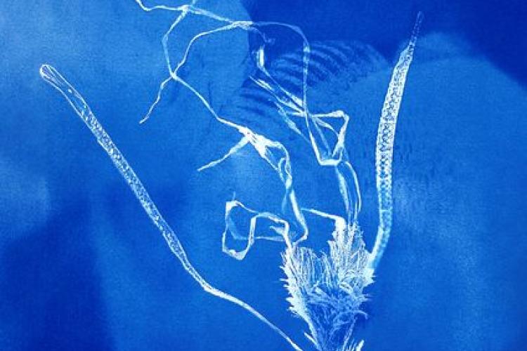 Domaine du Rayol - Exposition “Posidonia”