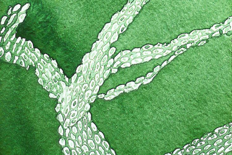 Domaine du Rayol - Exposition “Posidonia”