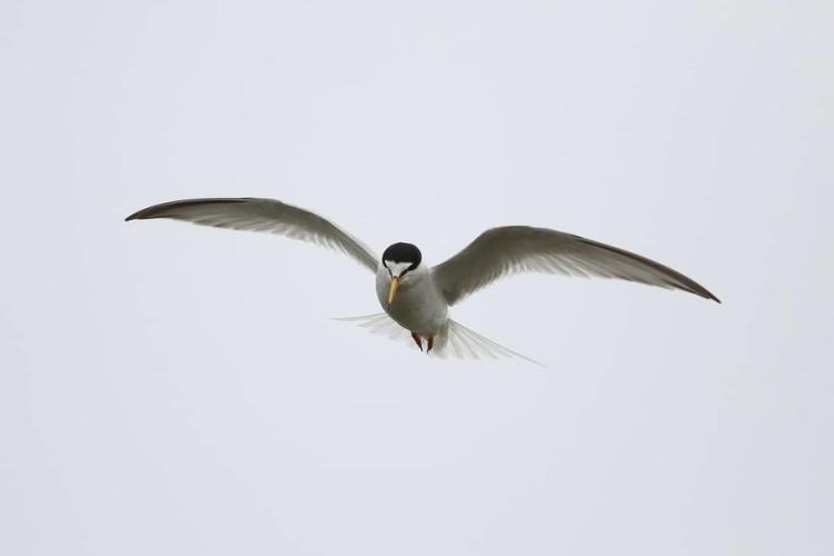 Balade randonnée sur le littoral des Vieux Salins à la rencontre des oiseaux marins - Balade randonnée sur le littoral des Vieux Salins à la rencontre des oiseaux marins