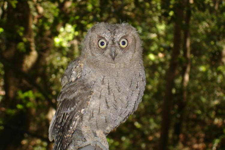 Hibou petit-duc - Hibou petit-duc