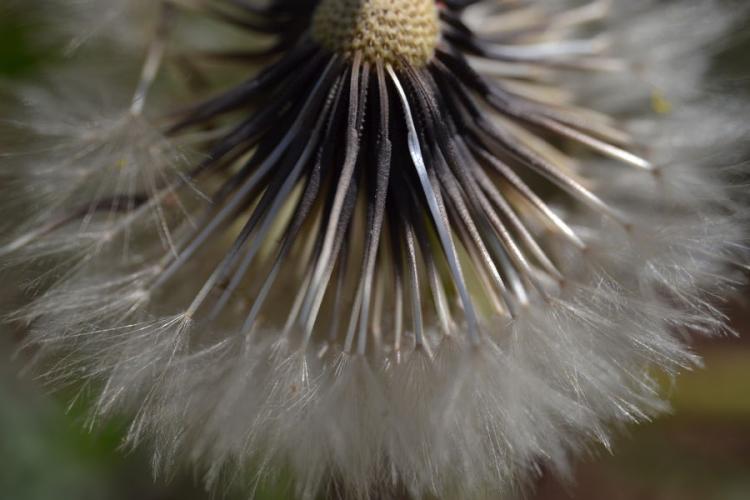 Fleur fanée de pissenlit - Fleur fanée de pissenlit