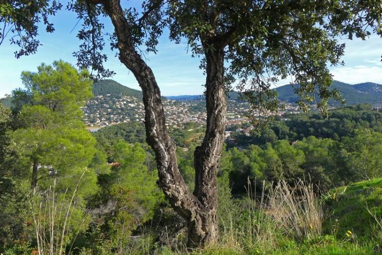 Chaîne liège dans le massif de la Colle Noire - Chaîne liège dans le massif de la Colle Noire