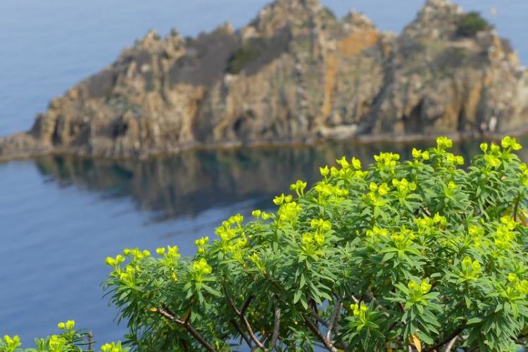 Bouquet d'euphorbes arborescentes sur le sentier des plantes