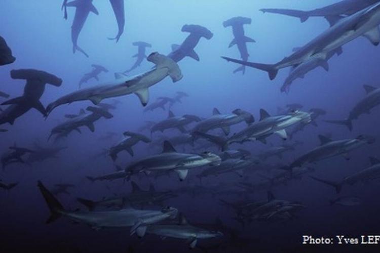 Documentaire Expedition Malpelo Seamounts - Au large de la Colombie, le documentariste Yves Lefevre a filmé une véritable oasis de vie aquatique.