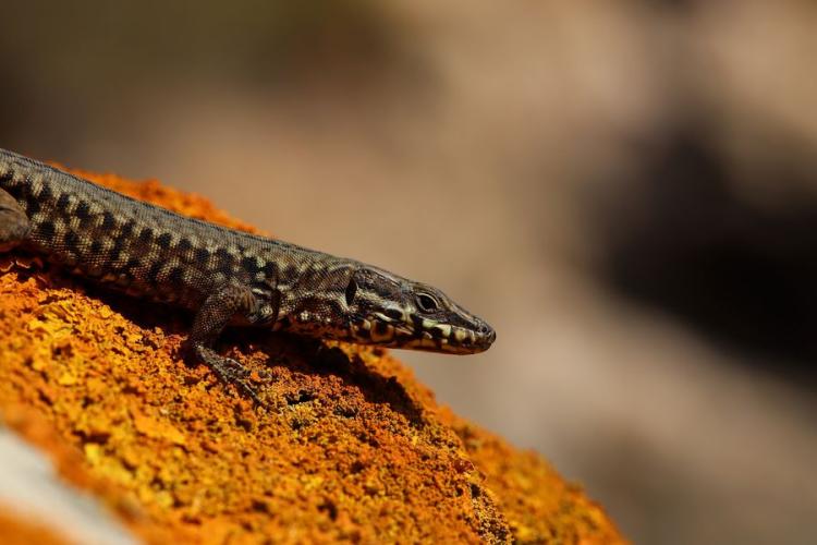 Lézard des Murailles