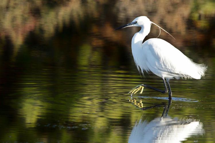 Image - Aigrette garzette