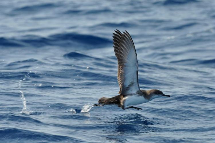 Puffin yelkouan au décollage - PNPC_005728