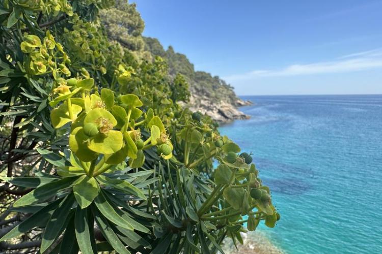 Visite thématique "Qui prend racine en bord de mer ?"_Rayol-Canadel-sur-Mer - Domaine du Rayol