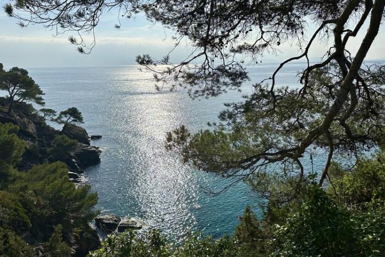 Visite thématique "Qui prend racine en bord de mer ?"_Rayol-Canadel-sur-Mer - Domaine du Rayol