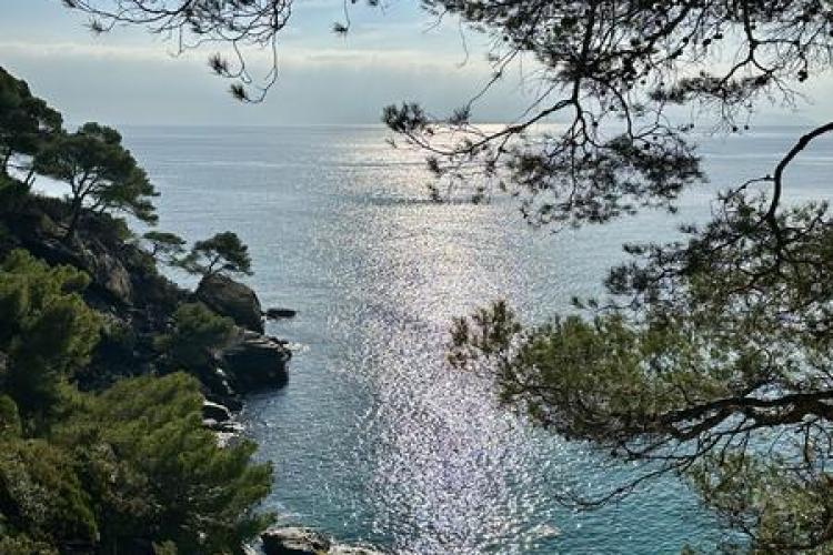 Visite thématique "Qui prend racine en bord de mer ?"_Rayol-Canadel-sur-Mer - Domaine du Rayol