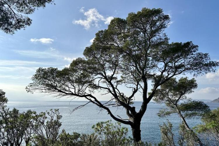 Visite thématique "Qui prend racine en bord de mer ?"_Rayol-Canadel-sur-Mer - Domaine du Rayol