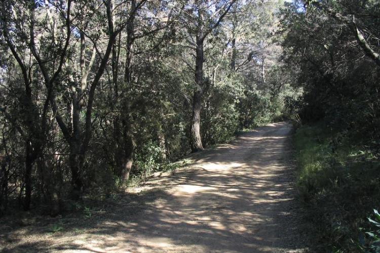 Chemin forestier - Chemin Forestier