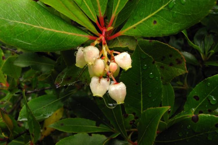 Fleurs d'arbousier - Fleurs d'arbousier