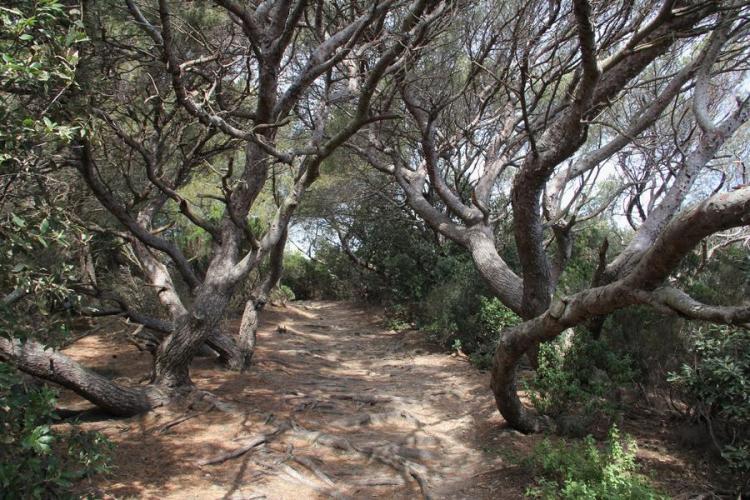 Sentier bordé de pins d'alep torturés par le vent - Sentier bordé de pins d'alep torturés par le vent