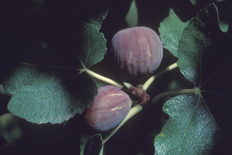 Figues: variété "Grise de la St Jean" - Figues: variété "Grise de la St Jean"