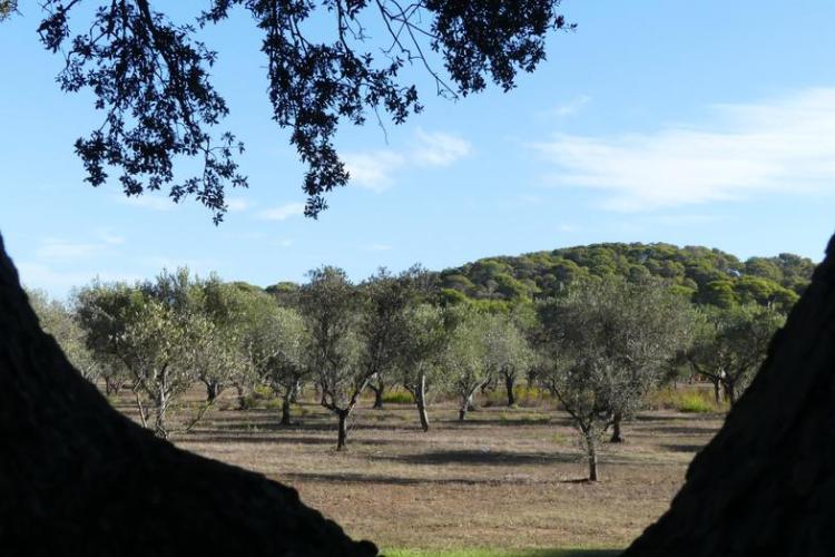 Vue sur l'oliveraie - Vue sur l'oliveraie