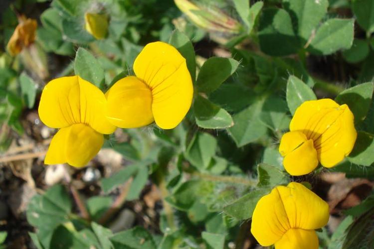 Lotier comestible en fleur - Lotier comestible en fleur