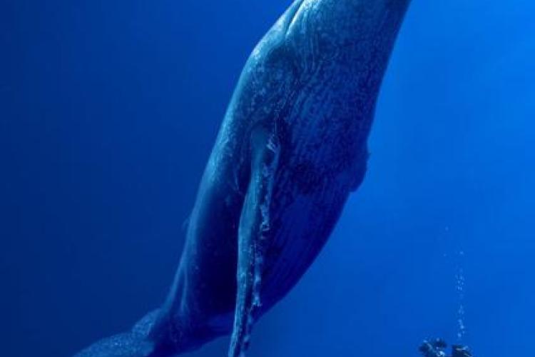 Ecran Nature : Des Baleines, Des Tortues et Des Hommes_La Croix-Valmer