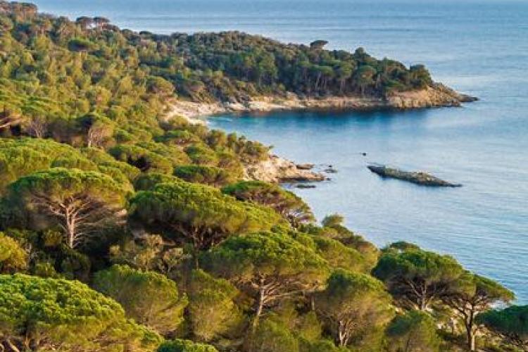 Point rencontre avec un garde du littoral : Flore et végétation du Cap Lardier_La Croix-Valmer