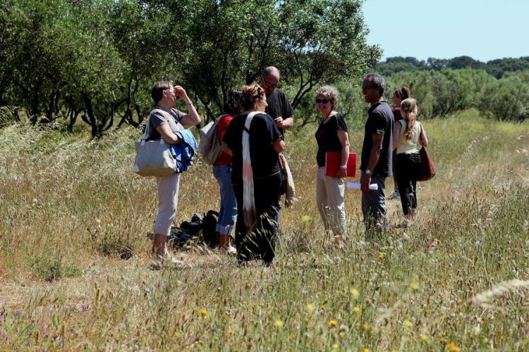 Point rencontre : La flore des îles méditerranéenne (Porquerolles)_Hyères - Balade naturaliste
