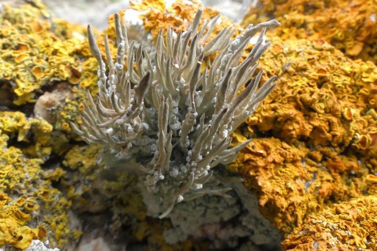 Point rencontre : La flore des îles méditerranéenne (Porquerolles)_Hyères - Lichen buissonnant