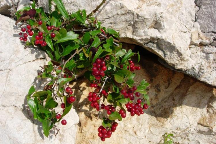 Point rencontre : La flore des îles méditerranéenne (Porquerolles)_Hyères - Salsepareille en fruit